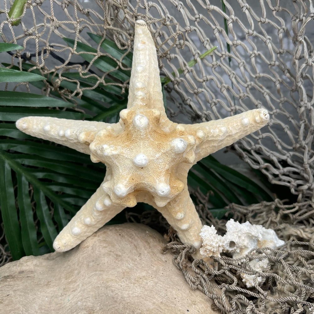 Large REAL KNOBBY STARFISH SEA STAR Nautical Coastal Decor LAST ONE